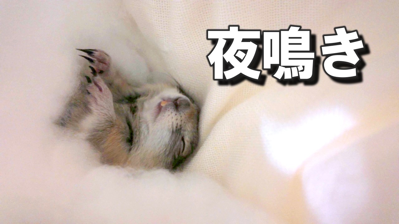 一人で寝るのが寂しくて夜中に鳴いてしまうリス