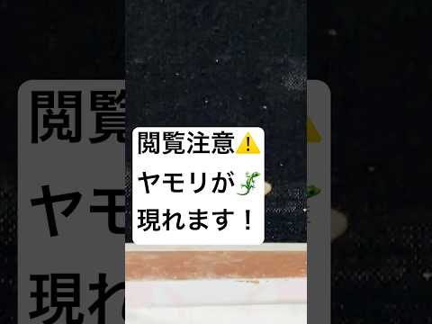 ヤモリから蛍光縞を発見