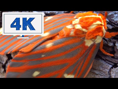 Hickory Horned Devils - Regal Moth - 4K Quality - Saturniidae (HD) - No Commentary