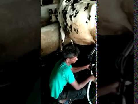 Single Milking Machine