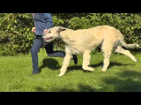 Ulvsholms Millie Marlene