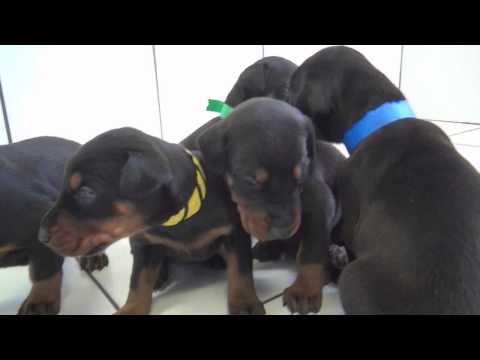 BN Litter from Lavina de Grande Vinko and Glen Flashived.