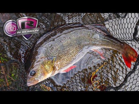 TARGET: BIG CANAL PERCH! | Dropshot and Jig Fishing with Tiny Lures to Get Bites!