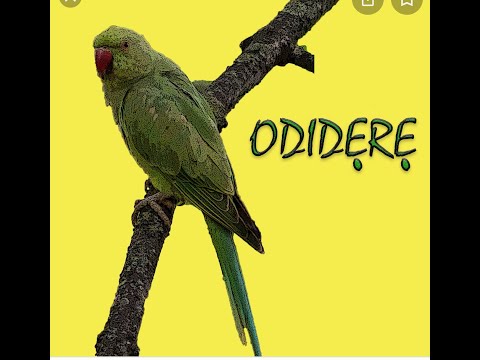 EGBON - NEST 2014 JOJO 1