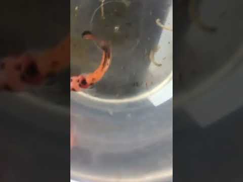 fish my girl alpha beta koi - she a killer mean girl bad girl