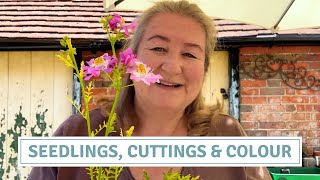 Planting Toadflax, Taking Sedum Cuttings & Patio Pots with Schizanthus // Cottoverdi