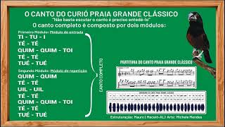 O CANTO DO CURIÓ PRAIA GRANDE CLÁSSICO PARA INICIANTES