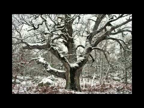 Winter - Forest of Fontainebleau