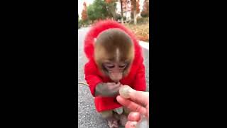 Download lagu TIK TOK BABY MONKEY VIDEOS COMPILATION (CUTE) mp3