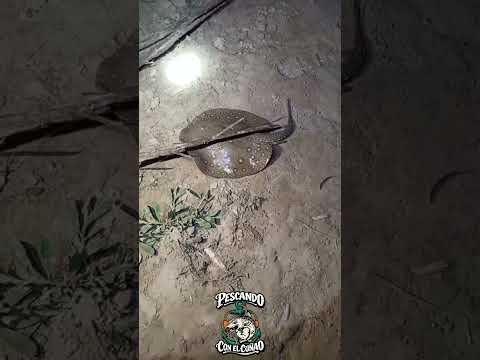 Pescando En El RIO SAN FRANCISCO Yuto Jujuy Siempre Nos Encontramos Con Algún Bichito 🎣