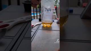 diy fly trap