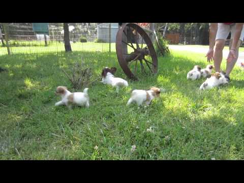 Papichon Puppies from Bender Farm, Hillsboro MO