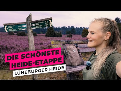 Heidschnuckenweg: Most beautiful stage – Lüneburg Heath | Solo Vanlife