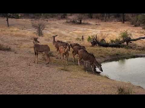 Djuma: Nyala bull and Kudu females - 16:47 - 09/06/18