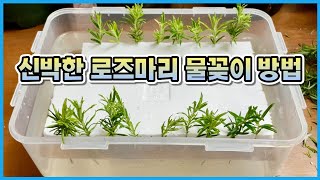 실패없는 로즈마리 물꽂이 방법과 삽목하는법!! feat. 골든로즈마리!!