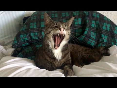 Cat Yawn Compilation