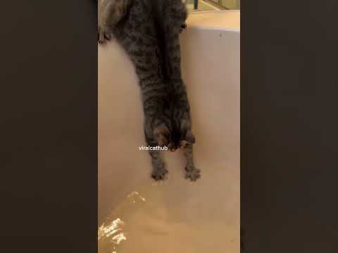 😂😂🤣🤣 #prank #funny #comedy #humor  #funnyshorts #funnyshorts #viralvideo