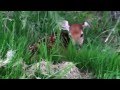 Baby Deer