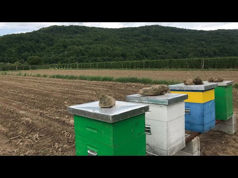 Pčelarstvo 2021 - Selidba Košnica Na Bagrem