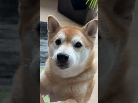 Dogberg, english or spanish? ☠️🐕