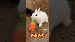 Download lagu Funny Animals Videos 2022 😂🐇! Very Cute Animals #shorts mp3