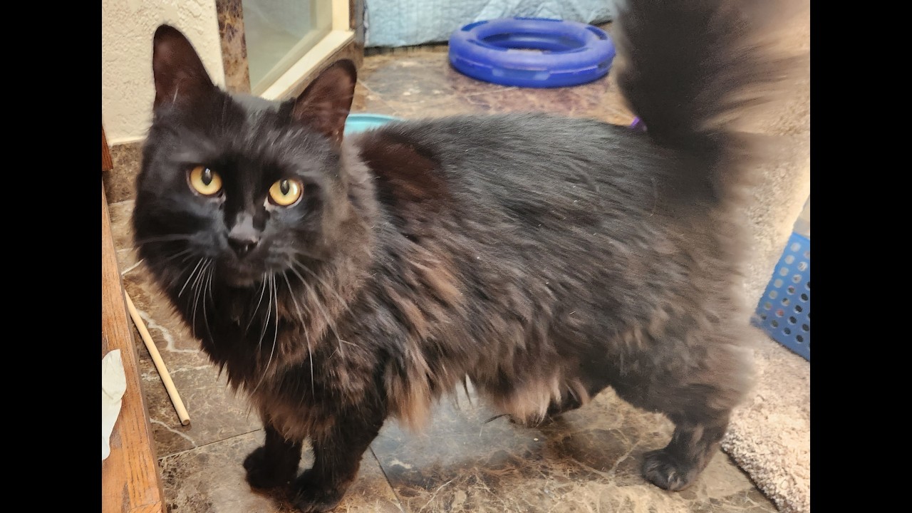 Gizmo, a ADOPTABLE mixed breed in Oklahoma City, OK video 2/5