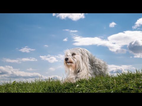 Havanese vs Maltese: Size, Temperament, and Coat Variations