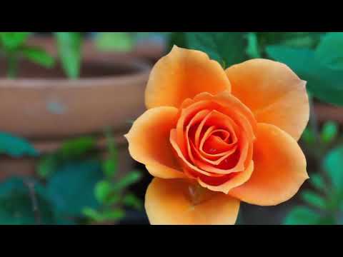 Opwekking 259 Want zijn naam is verheven 1B