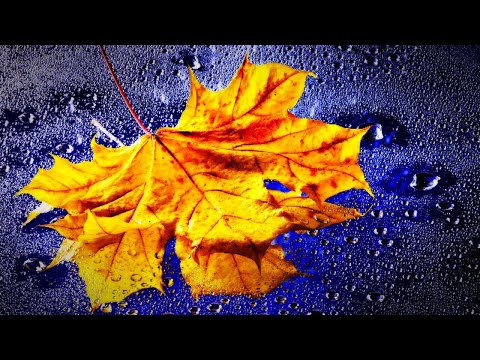 GENTLE RAIN | Rain Nature Sounds For Relaxation, Sleep (10 Hours)