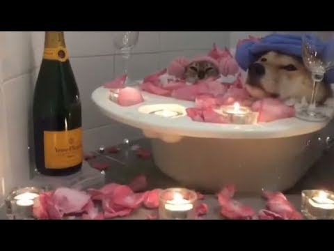 Doggo And A Cat Casually Chilling In A Flower Bubble Bath