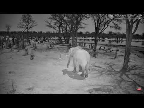 Angry Elephant Vs  Hyenas Clan, Hyena Pan Botswana Oct-16-2024