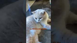 Download lagu 8 warna british shorthair selain blue yg km harus tau 😺😺 mp3