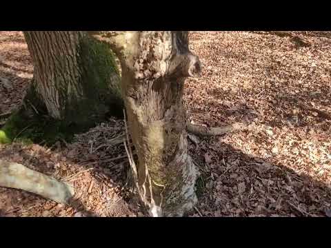 DDAY ! WW2 Camp B3 & B4 (Please Read Description)#militaryhistory #education #ww2