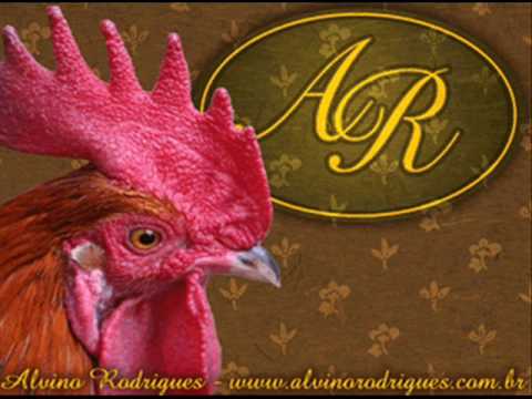 Galo no meu terreiro - Alvino Rodrigues
