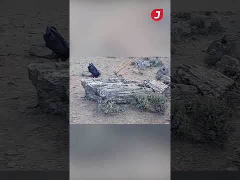 Hallan bosque petrificado en Pilcaniyeu