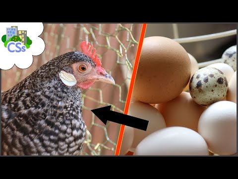 Can you Feed Eggshells to Hens? Yes! here's how...
