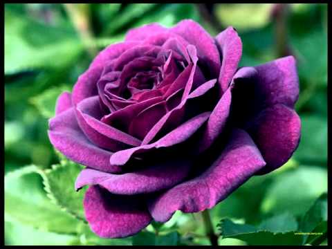 "Purple Rose" written by S. Kelly/ performed by laura Molinelli
