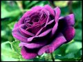 "Purple Rose" written by S. Kelly/ performed by laura Molinelli