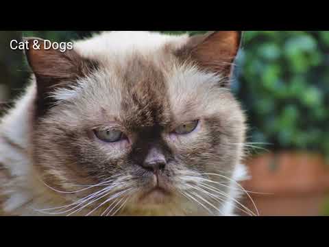 British Shorthair Cat Breeds | Types of Cats |