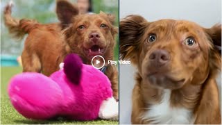 Pet Rescue