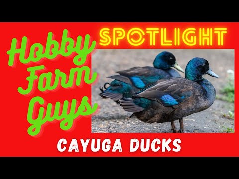 , title : 'HFG Farm Animal Spotlight: Cayuga Duck'