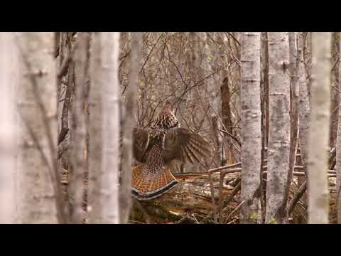 Ruffed Grouse Drumming on a Log