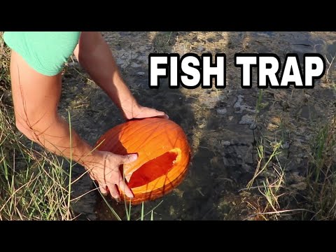 PUMPKIN FISH TRAP Catches JAWS DINNER