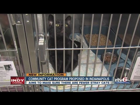 Watch lagu Images Videos Indianapolis News Cat, Watch Images Indianapolis News Cat free Watch, Watch Images Indianapolis News Cat