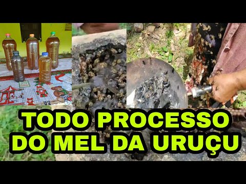 MEL DE ABELHA URUÇU - TODO PROCESSO DO MEL