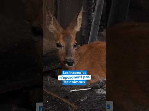 Les incendies n'épargnent pas les animaux