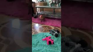 Bambi Bambam rescued from the streets to this! Bambi Bambam rescued from the streets to this!