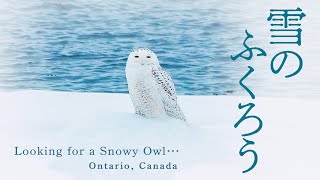 雪のふくろう ~ カナダ・オンタリオ州、厳冬期に越冬のため飛来する白フクロウを探して…