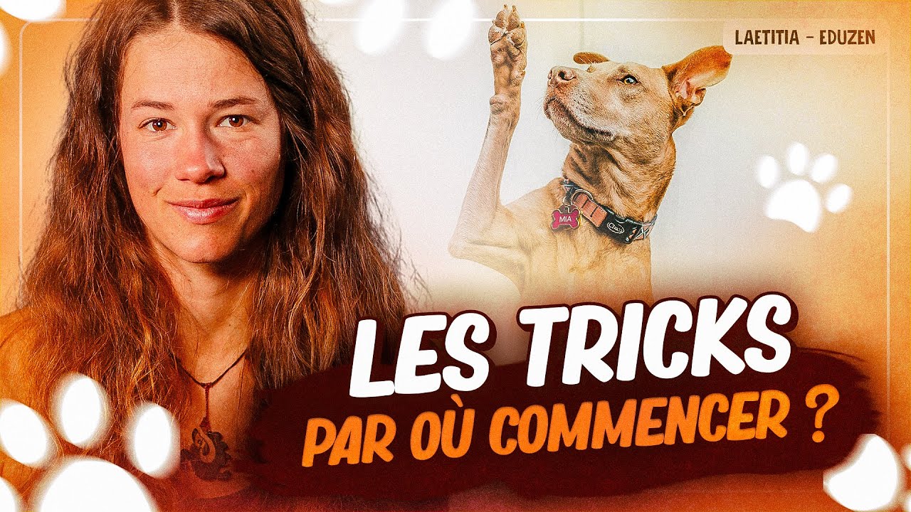 Débuter les tricks avec son chien facilement | Laetitia Gonnon - Eduzen