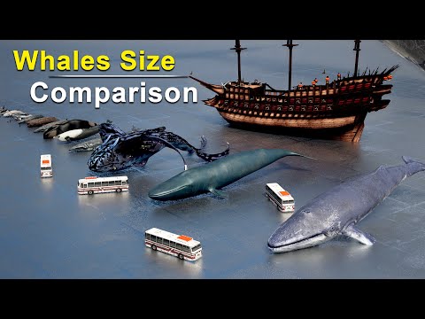 Whales Size Comparison | Biggest Whales Size Comparison | Blue Whale | Killer Whale | Bloop